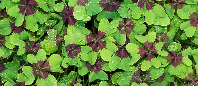 This Week's Inspirational Thought