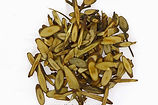 cassia twig.jpg