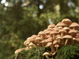 Bringing Psilocybin Treatment to Minnesota