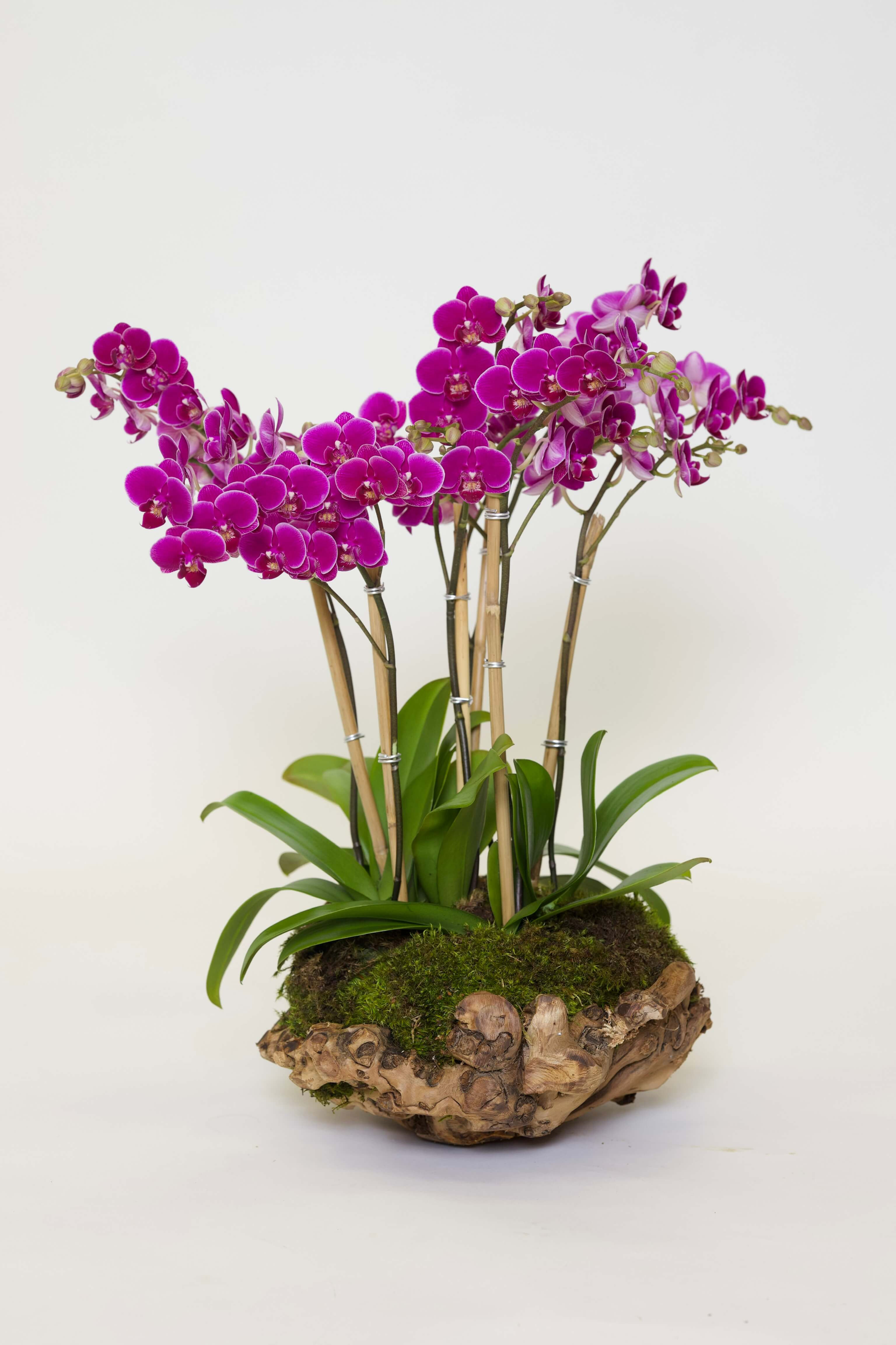 Arreglo de orquídea