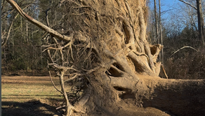 EL VALOR DE NUTRIR NUESTRAS RAÍCES EN EL CAMINO PERSONAL Y PROFESIONAL