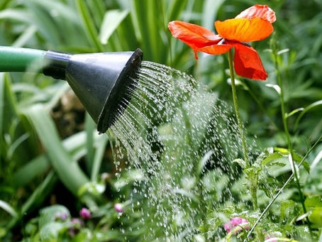 A importância da irrigação de jardins