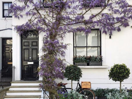 Como e onde plantar trepadeiras?