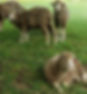 Tennessee Merino_edited.jpg