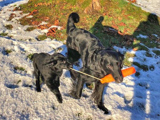 Aiming to produce healthy and versatile Flat-coated Retrievers!!