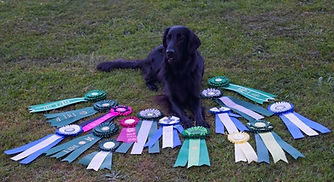 Blacklace Opal Isle of Maaya, Flat coated Retrievers, Flatcoats