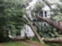 tree on house.jpeg