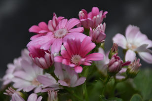 DSC_2088.JPG