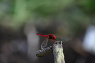 DSC_2185.JPG