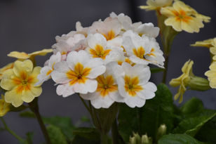 DSC_2090.JPG