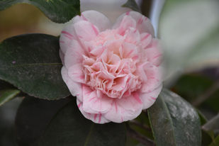 DSC_2091.JPG
