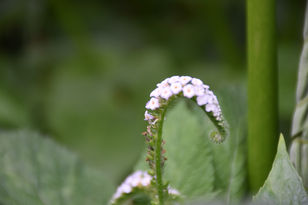 DSC_2239.JPG
