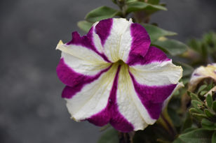 DSC_2094.JPG