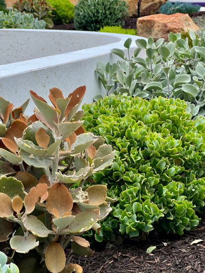 Garden with built in concrete seating native planting and custom concrete Pool and Garden Designer in Perth Western Australia 