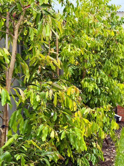 Landscape Architecture and Garden Design by Yoxall Landscape Architecture. Perth Western Australia  Waterhousia Perth 