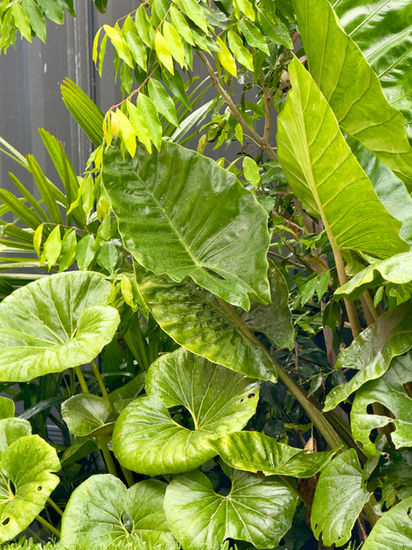 Landscape Architecture and Garden Design by Yoxall Landscape Architecture. Perth Western Australia 