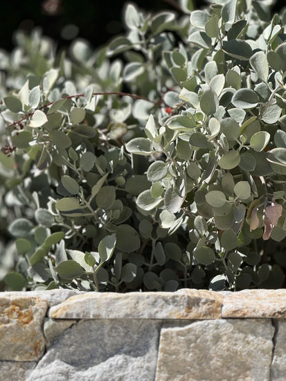 09 Yoxall Landscape Architecture and Garden Design Mosman Park Western Australia - High End garden design, sunken firepit, Pool Design, formal garden design