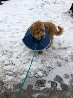 Lakeview Dog Walking
