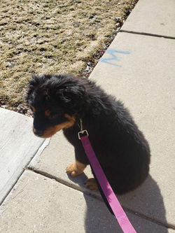 Rodgers Park Dog Walking