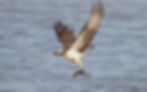 An Osprey catching lunch