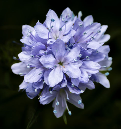 Purple flower with dark background, close-up view.