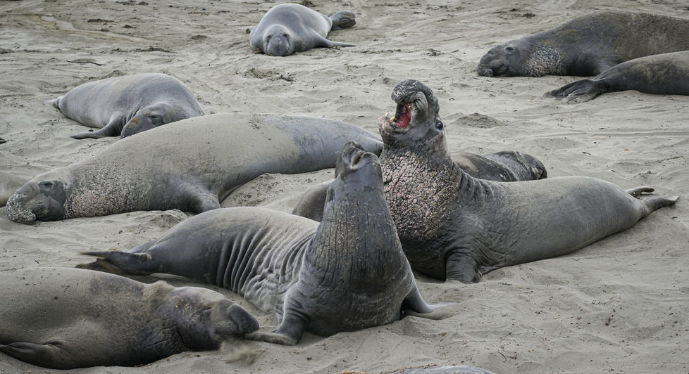 Seals resting on a sandy beach.