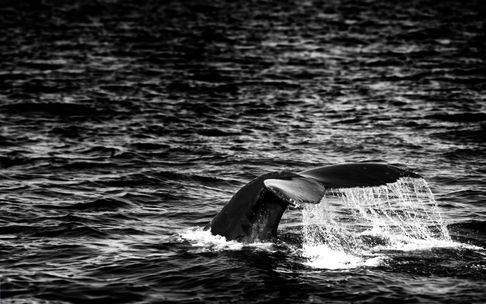 Whale tail emerging from the ocean water.