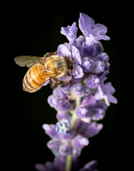 Bee on purple lavender flower, black background.