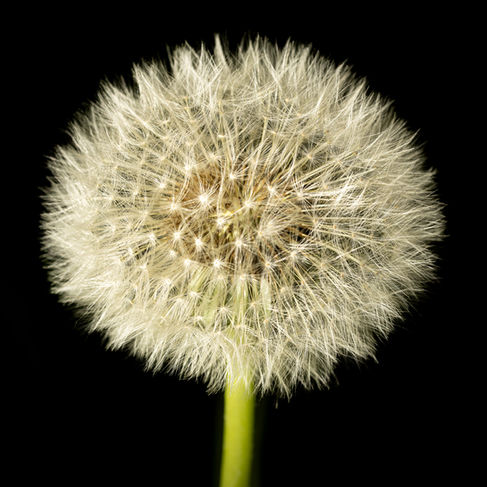 Dandelion seed head against a black background.