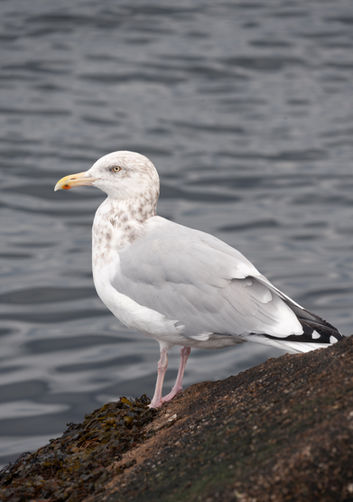 Seagull standing on a rock by the water.