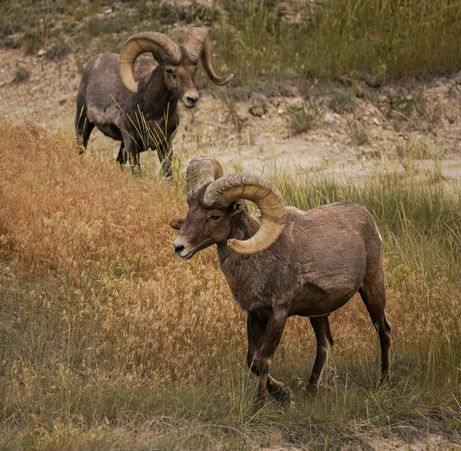 Two bighorn sheep in a grassy landscape.