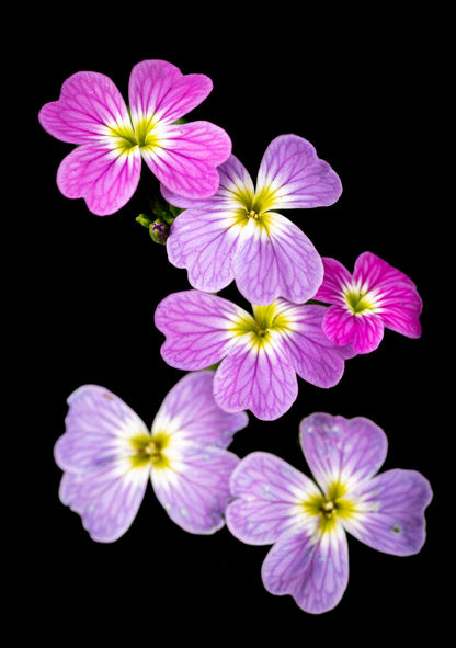 Pink and purple flowers on a black background.
