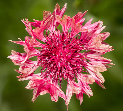 Pink flower with layered petals on green background.