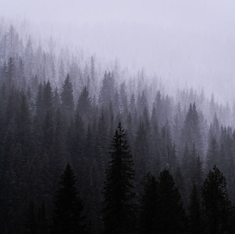 Foggy forest with dense evergreen trees.