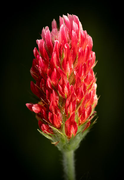 Close-up of a vibrant red clover flower.