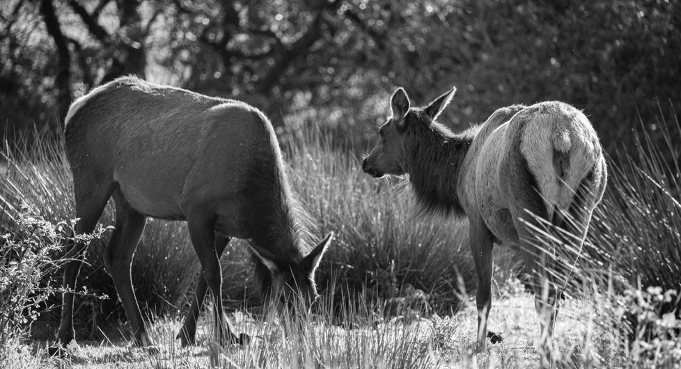 Two deer grazing in a grassy field.