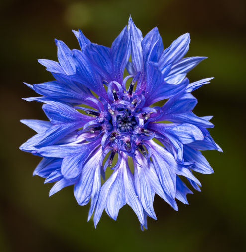 Vibrant blue flower with intricate petals on dark background.