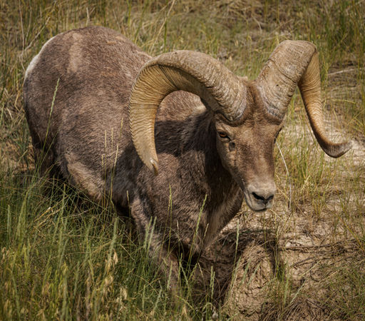 Bighorn sheep standing in grassy field.