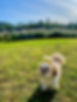 pousada pet friendly