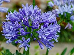 Seasonal Flower Chart