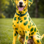Writer: Spotty Dog