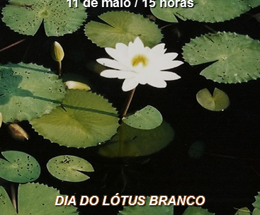 Dia do Lótus Branco
