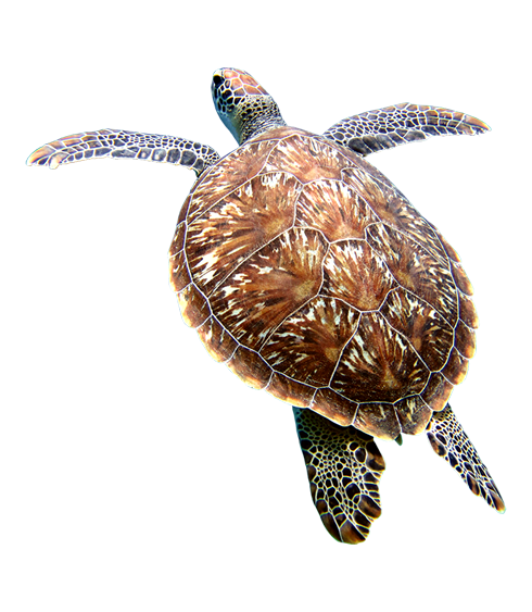Westaway Travel Turtle