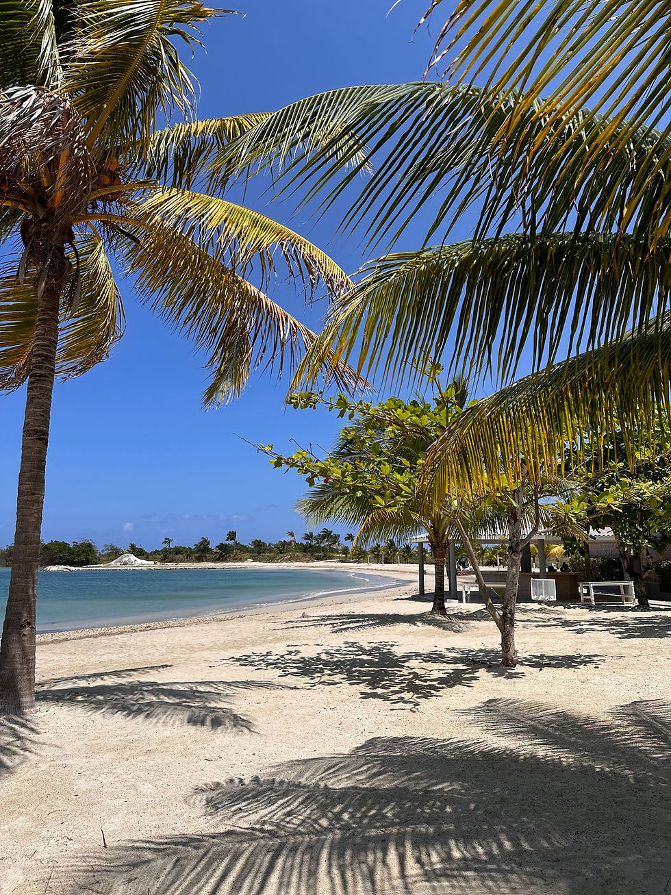 Palm trees on a white-sand tropical beach under a blue sky – the kind of beach day UK travellers book a Caribbean cruise for