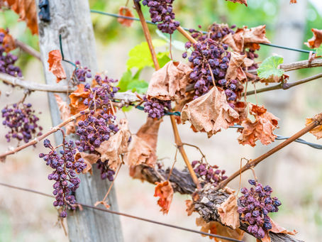 Grape vine