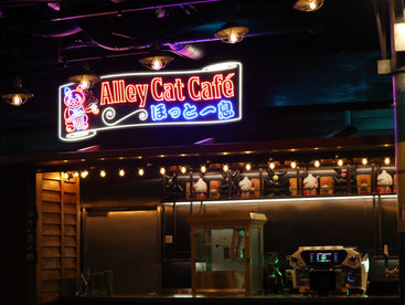 Disney Cruise Ship's Alley Cat Cafe
