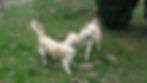 pension canine familiale garde de ch