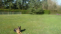 pension canine familiale garde de chiens dog sitter pet sitter pension pour chiens ile de France idf région parisienne Au paradis des chiens www.auparadisdeschiens.com Yvelines 78 Rambouillet Paris Chartres Versailles Boulogne Billancourt Neuilly sur Seine Dreux Hauts de Seine 92 Eure et Loir 28 Val de Marne 94 Seine et Marne 77 Mittainville sur 1,2 hectares des vacances de rêves pour votre chien