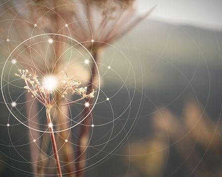 Align Mind Body Spirit Overall Wellness