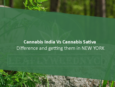 Cannabis Indica vs Cannabis Sativa: Differences and Getting them in New York